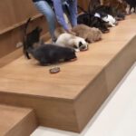 Thumbnail of related posts 157