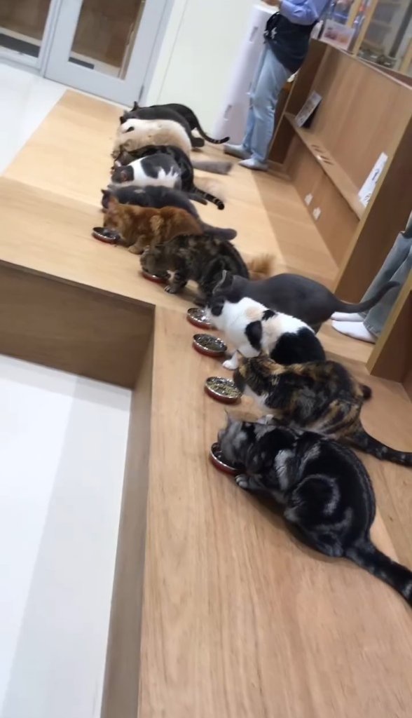 猫カフェの猫たち